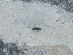 Camponotus vagus