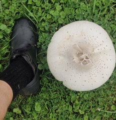 Chlorophyllum molybdites