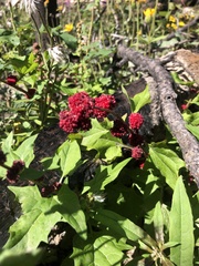 Blitum capitatum capitatum