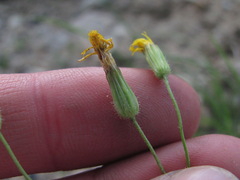 Crepis pulchra