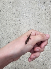 Sphaerodactylus elegans