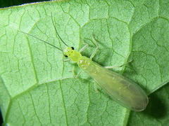 Chloroperlidae