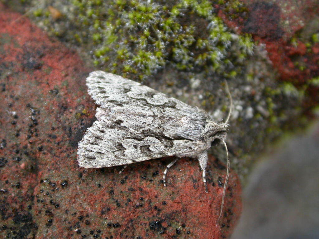 Early Grey