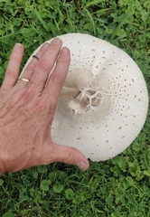 Chlorophyllum molybdites