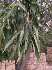 Celtis australis