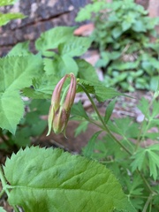 Aquilegia fosteri