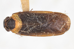 Plectoderes collaris