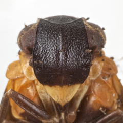 Plectoderes collaris