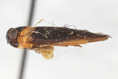 Plectoderes collaris