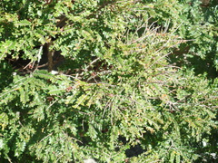 Callisthene microphylla