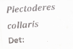 Plectoderes collaris