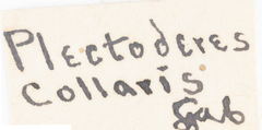 Plectoderes collaris