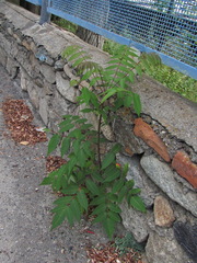 Rhus coriaria