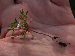 Oxalis pusilla