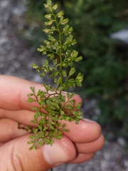 Asplenium fissum