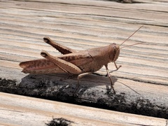 Schistocerca alutacea