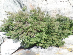Callisthene microphylla