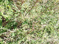 Callisthene microphylla