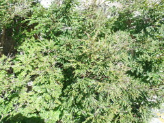 Callisthene microphylla