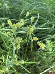 Cyperus retroflexus