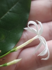 Jasminum azoricum
