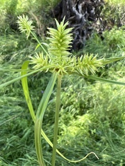 Cyperus retroflexus