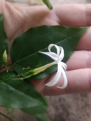 Jasminum azoricum