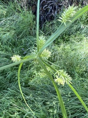Cyperus retroflexus