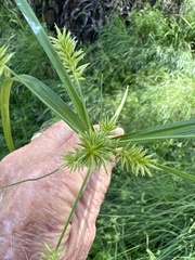 Cyperus retroflexus