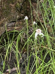 Rhynchospora latifolia