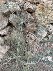 Equisetum ramosissimum