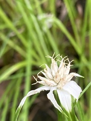 Rhynchospora latifolia