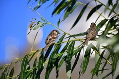 Passer domesticus