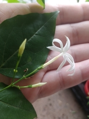 Jasminum azoricum