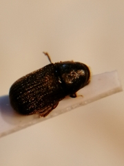 Polygraphus poligraphus
