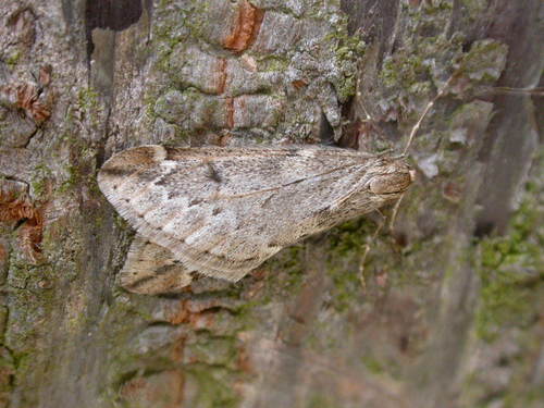 March Moth
