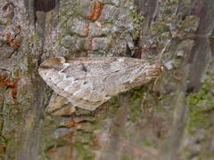 Alsophila aescularia