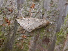 Alsophila aescularia