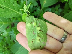 Dasineura collinsoniae