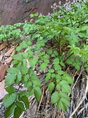 Aralia bicrenata
