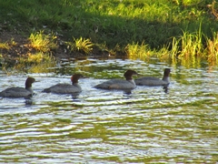 Mergus merganser