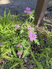 Glandularia chiricahensis