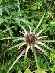 Carlina acaulis acaulis