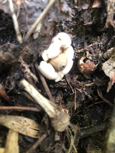 Geastrum saccatum