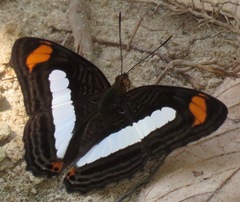 Adelpha iphiclus