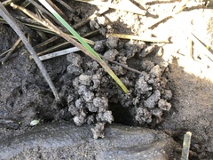 Leptuca uruguayensis