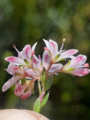 Agathosma planifolia