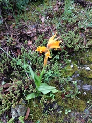 Dichromanthus aurantiacus