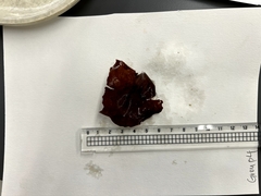 Constantinea subulifera