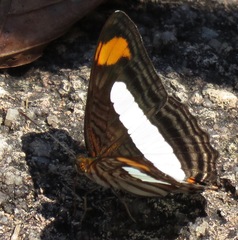 Adelpha iphiclus